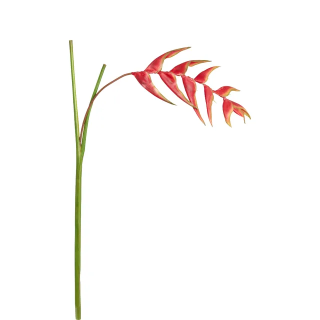 sia-noah-tige-h-liconie-tombante-orange-133-cm image 1