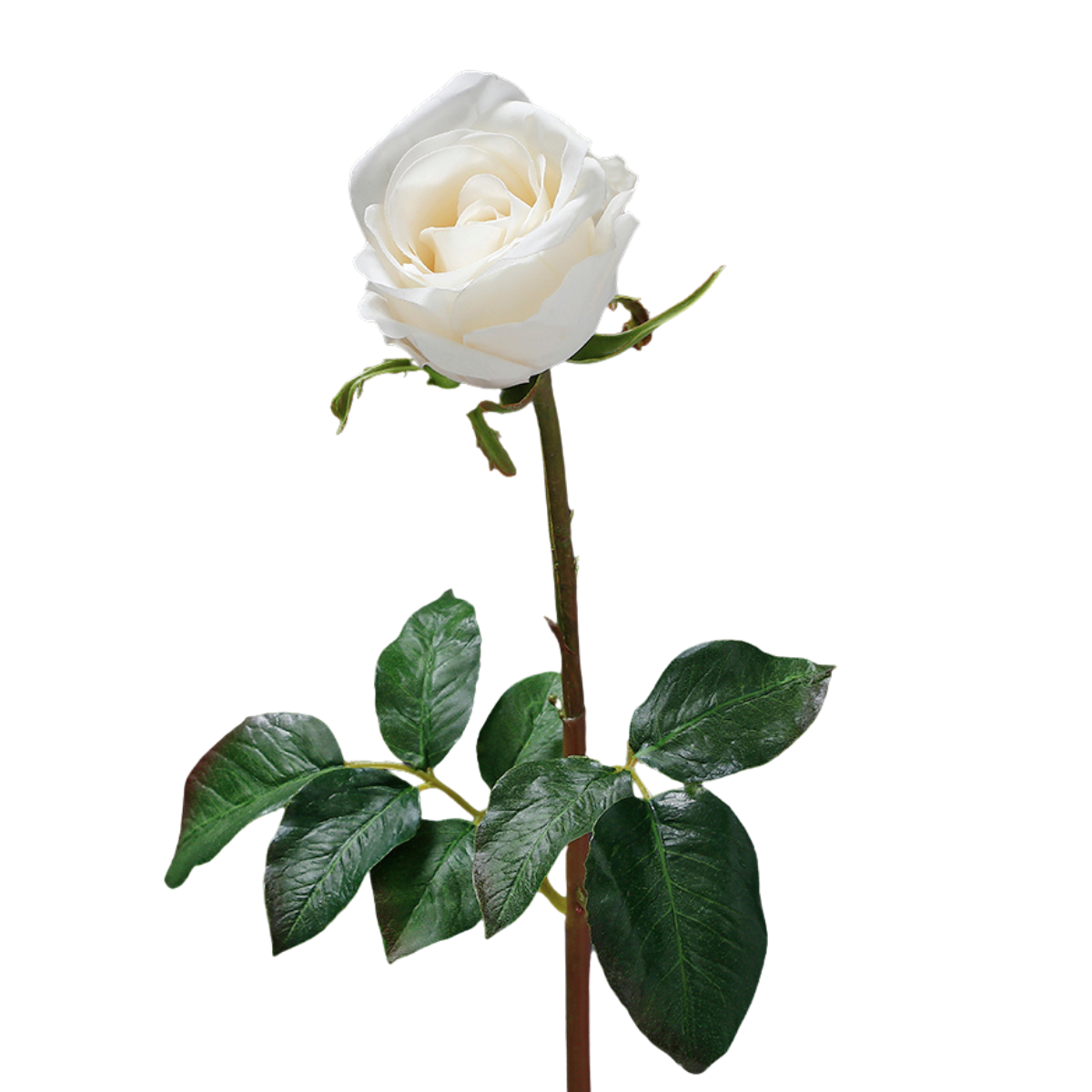 sia-noah-tige-rose-ferm-e-50-cm-rouge-premium image 8