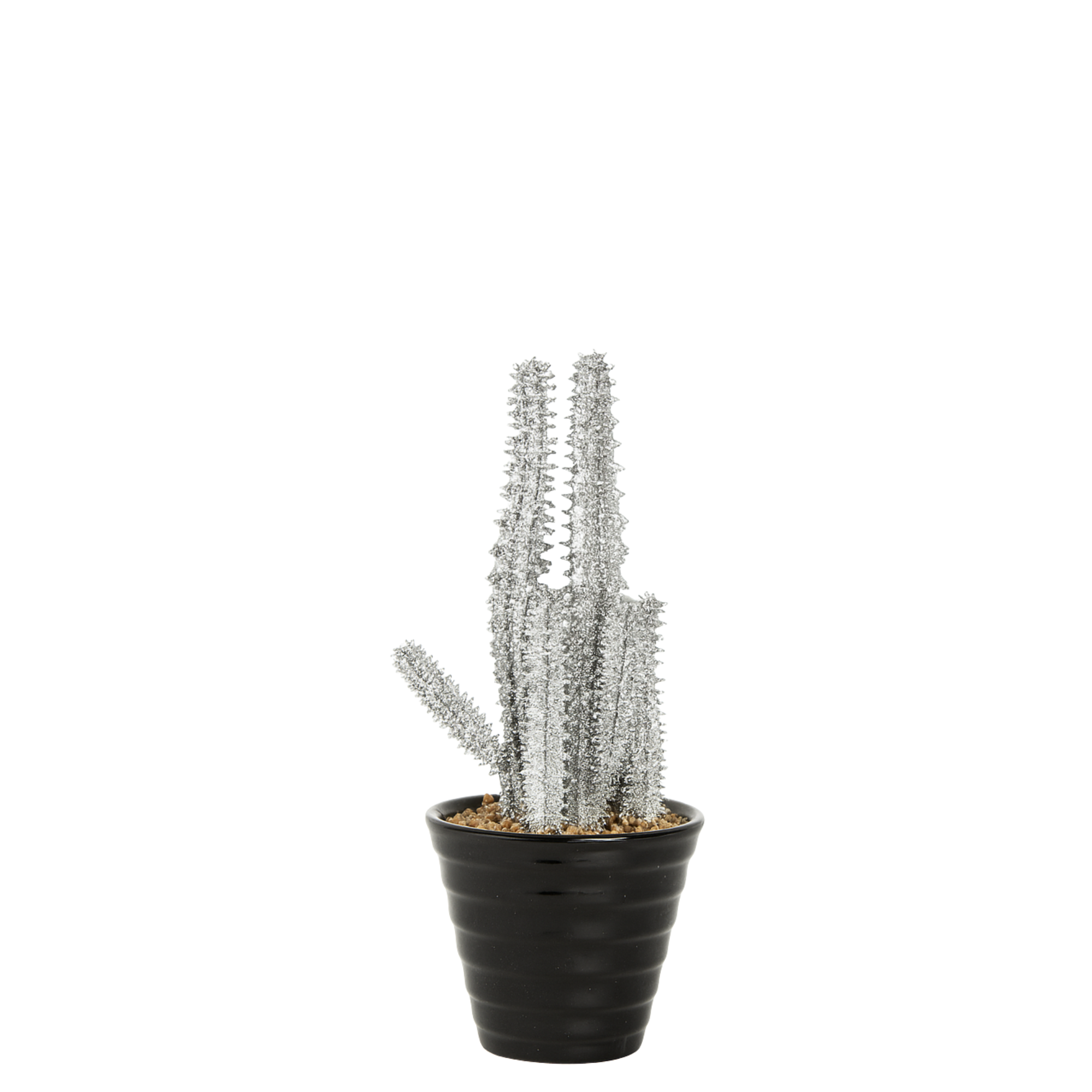 sia-noah-succulente-senecio-paillet-e-pot-15-cm-argent image 1