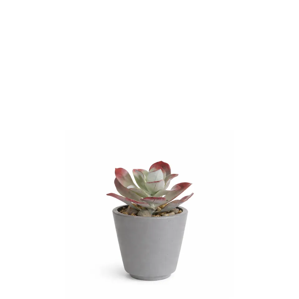 sia-noah-maya-plante-artificielle-rouge-pot-ciment image 1