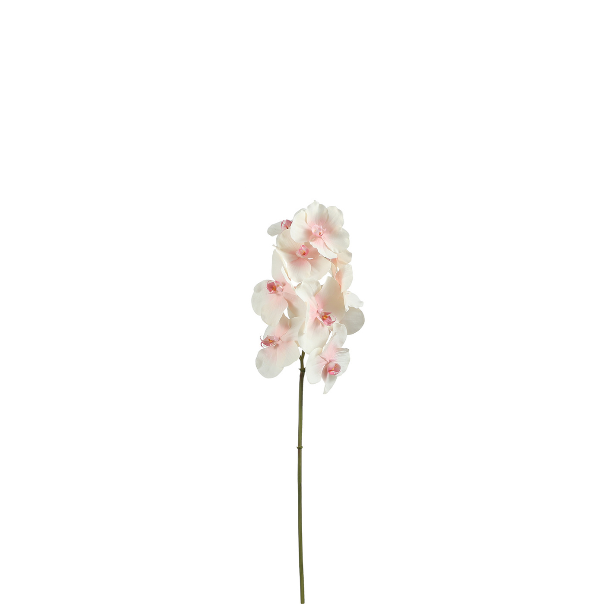 sia-noah-bandailan-tige-orchid-e-blanche-60-cm image 4