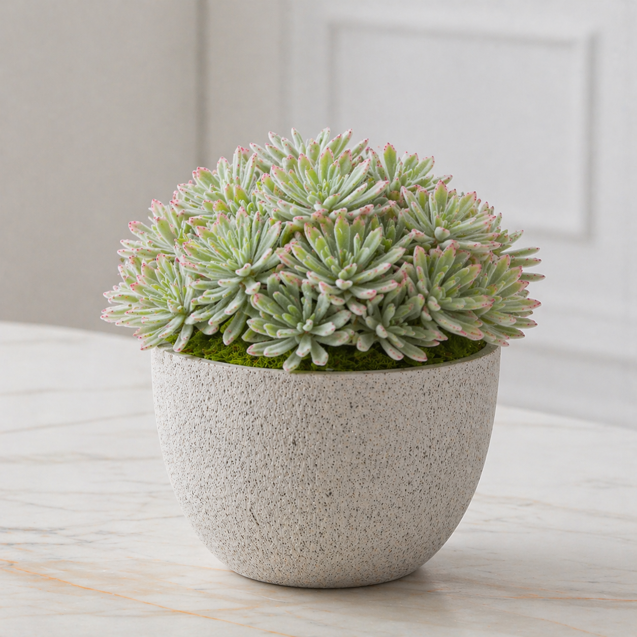 sia-noah-panda-tige-piquer-verte-24-cm-succulente image 3