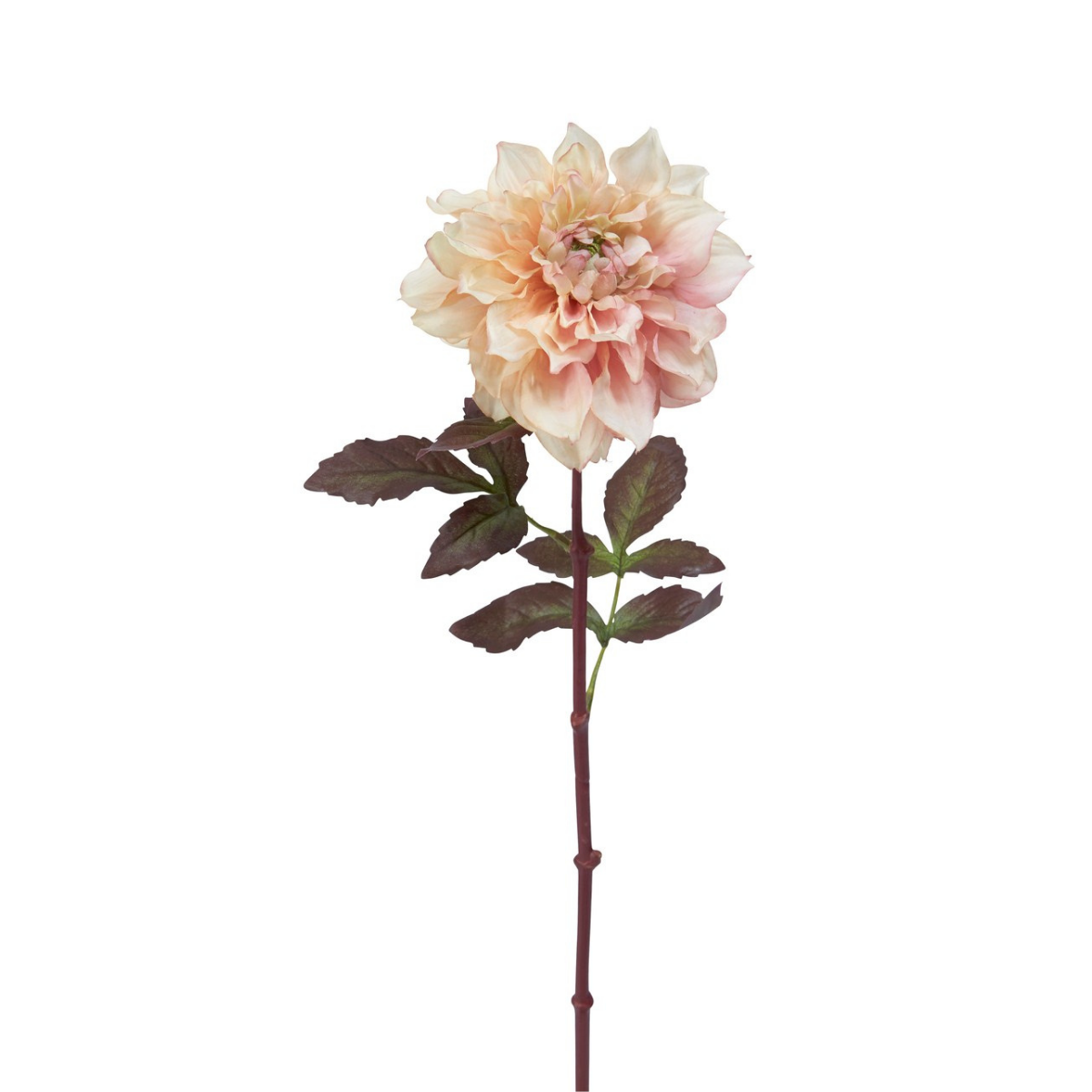 sia-noah-tige-dahlia-mayan-rose-framboise-58-cm image 2