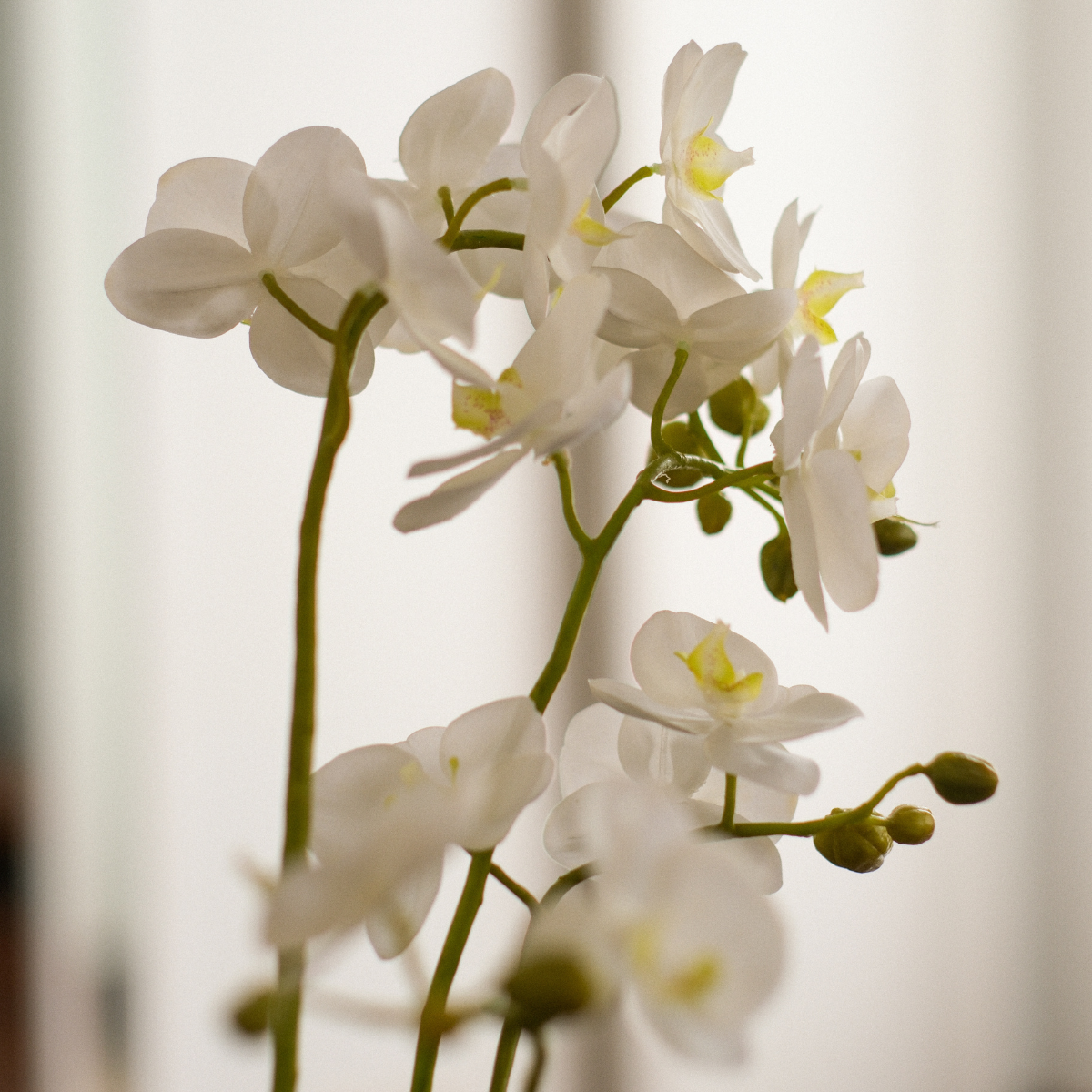 sia-deco-noah-orchid-e-artificielle-blanc-58-cm-pot-verre image 4