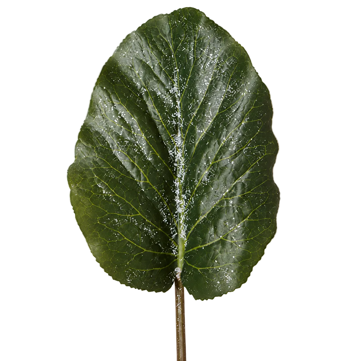 sia-deco-noah-feuille-artificielle-hosta-vert-40-cm image 3
