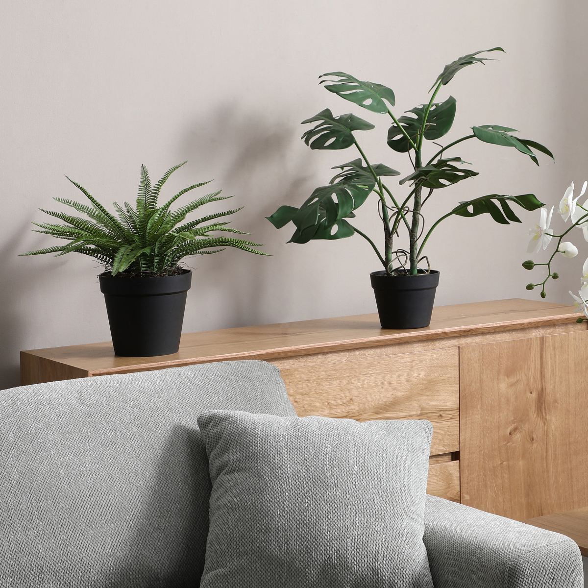 sia-noah-foug-re-en-pot-plante-verte-43-cm image 6