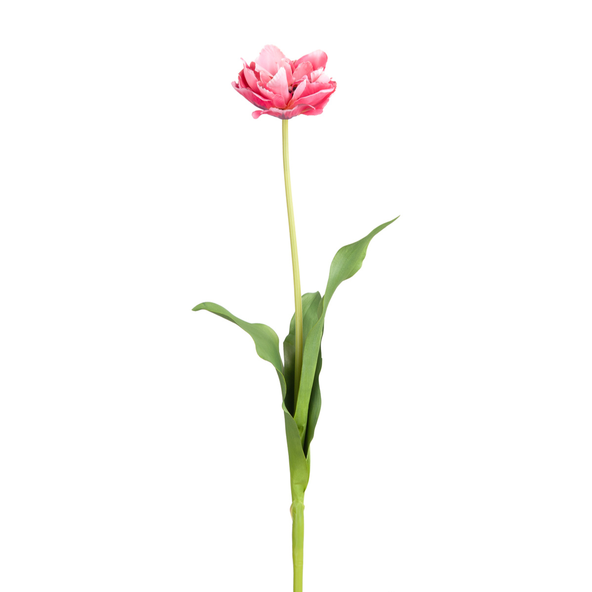 sia-deco-noah-tulipe-double-tige-artificielle-blanc-rose-70-cm image 4