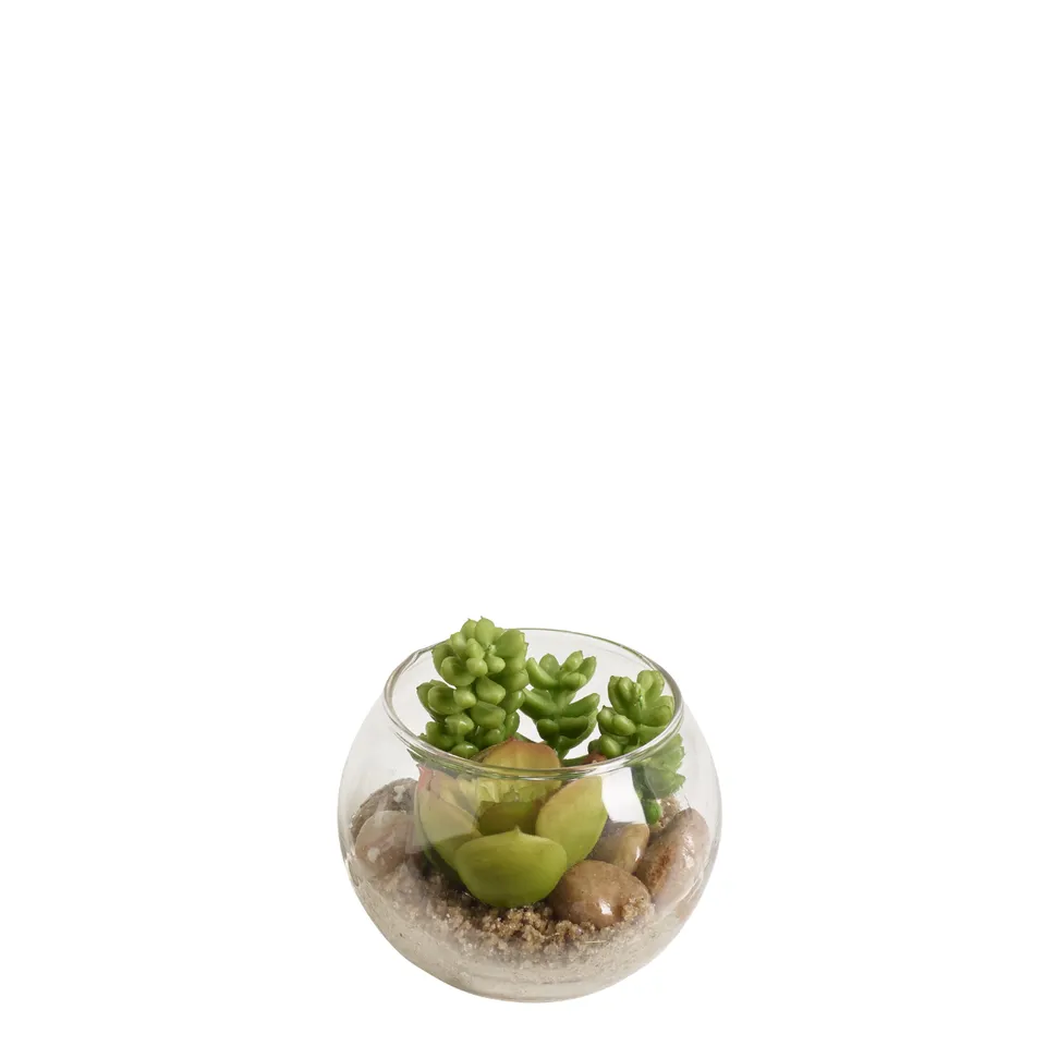 sia-deco-noah-succulente-terrarium-rond-vert-8-cm image 1