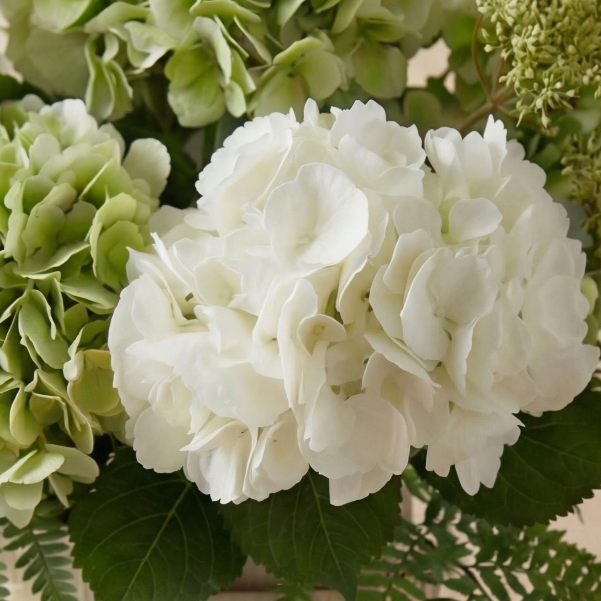 sia-noah-bouquet-hortensias-lora-blanc-vert-7-tiges image 4