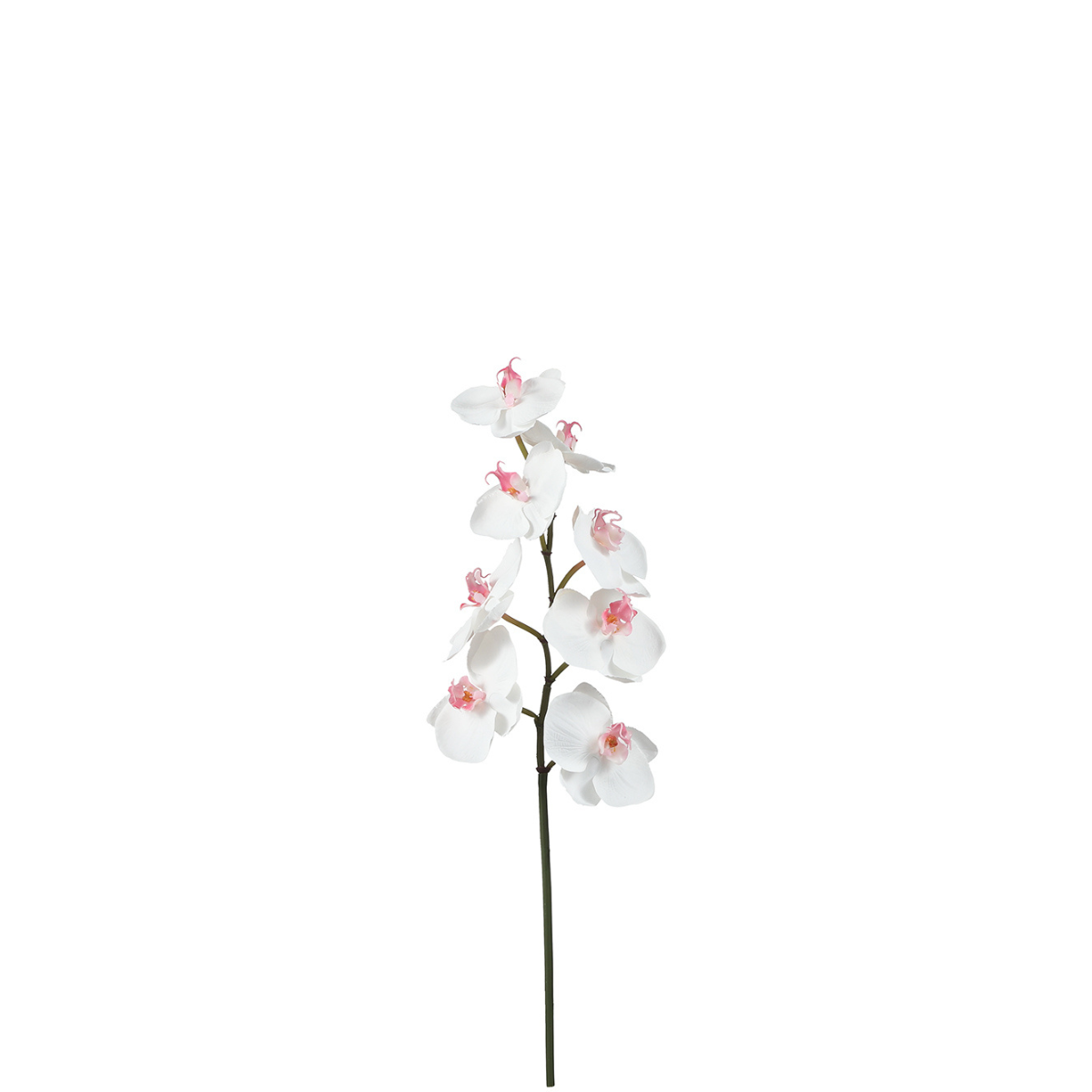 sia-noah-orchid-e-phalaenopsis-tige-50-cm-blanc image 1