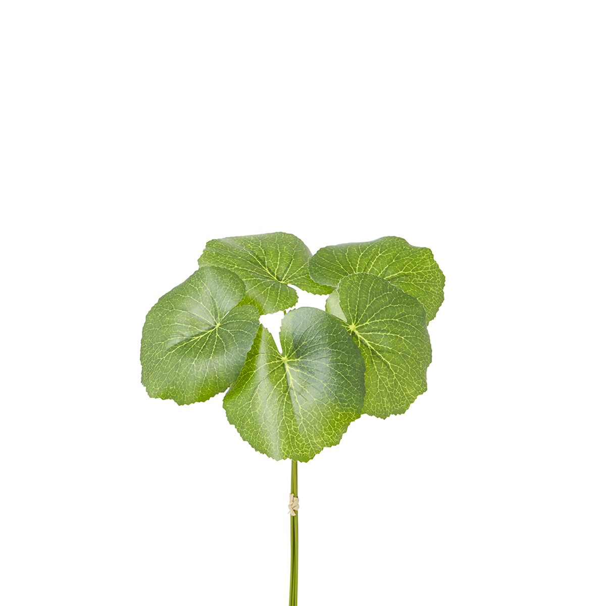 sia-noah-galax-feuillage-artificiel-vert-33-cm image 1