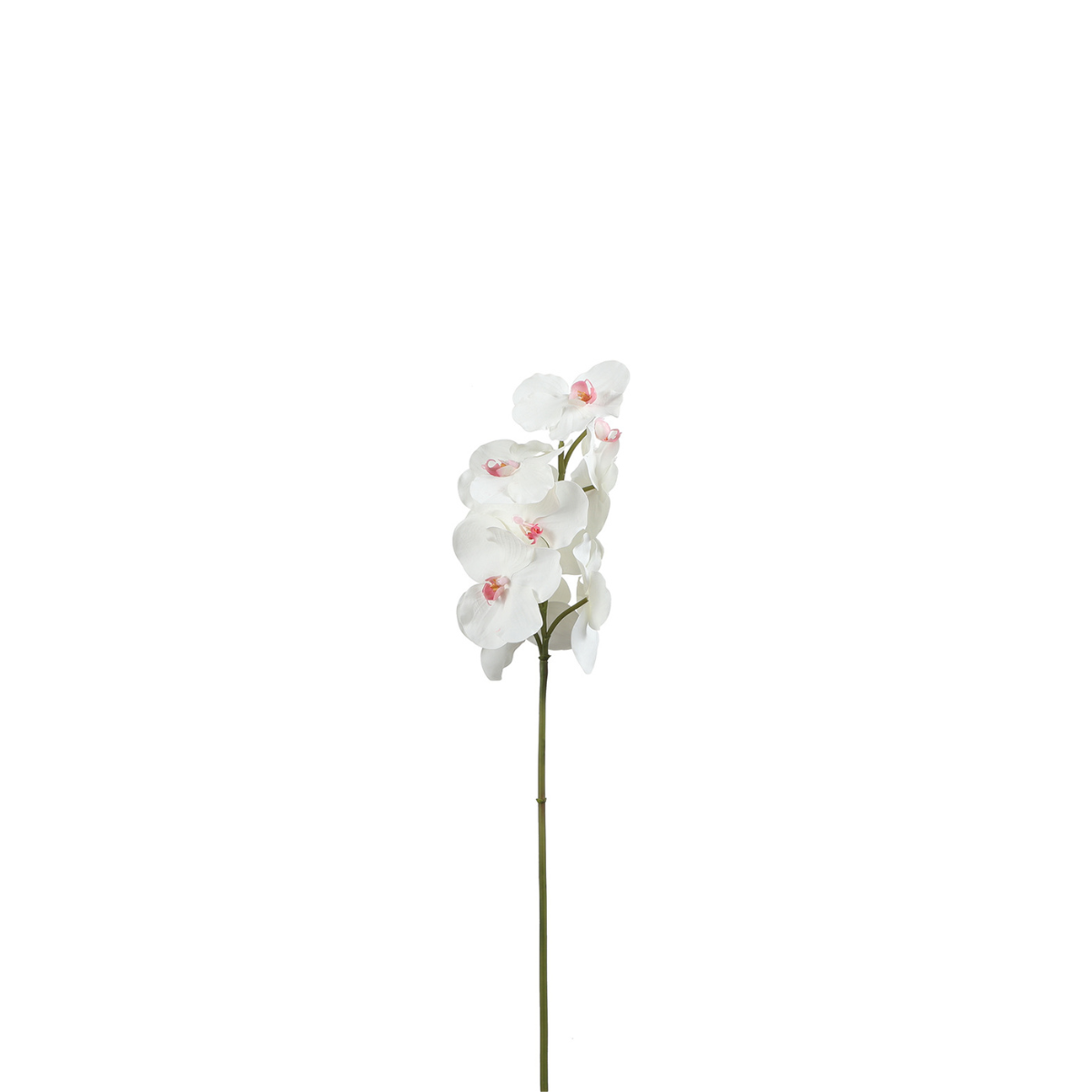 sia-noah-bandailan-tige-orchid-e-blanche-60-cm image 1