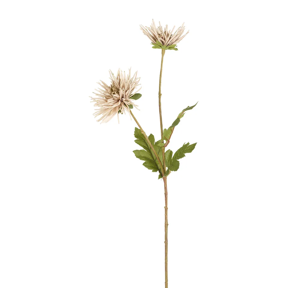 sia-noah-tige-chrysanth-me-tokyo-71-cm-beige image 1