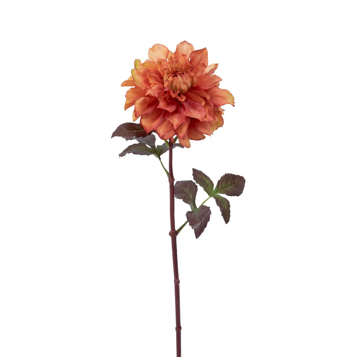 sia-noah-tige-dahlia-mayan-rose-framboise-58-cm image 3