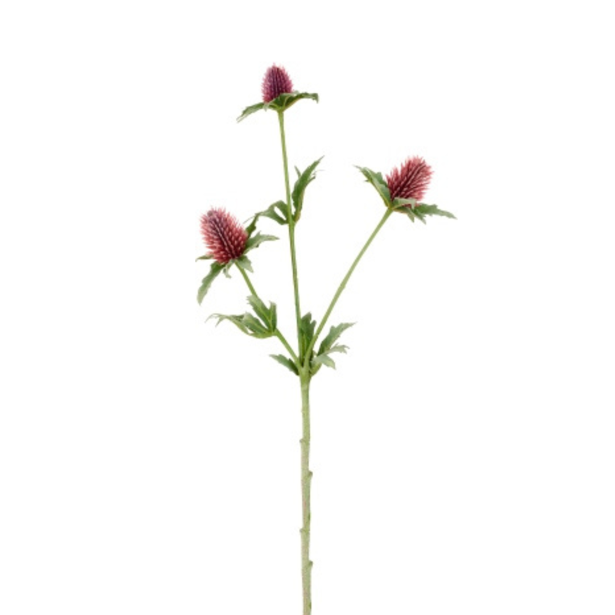 sia-noah-chardon-tige-artificielle-bleue-43-cm image 3