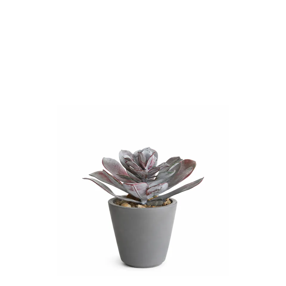 sia-noah-succulente-pot-maya-rouge-21-cm image 1