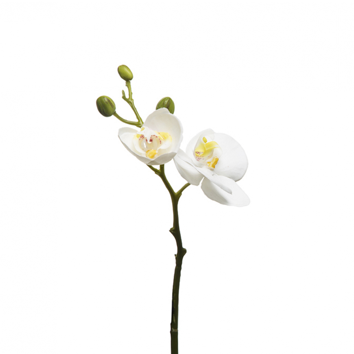 sia-deco-noah-orchid-e-phalaenopsis-forever-fleur-blanche-21-cm image 4