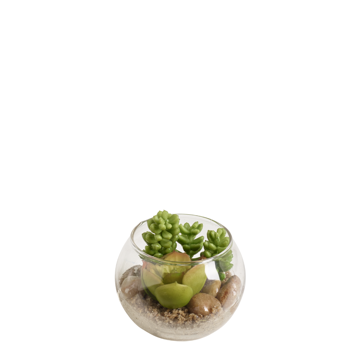sia-deco-noah-succulente-terrarium-rond-vert-8-cm image 1
