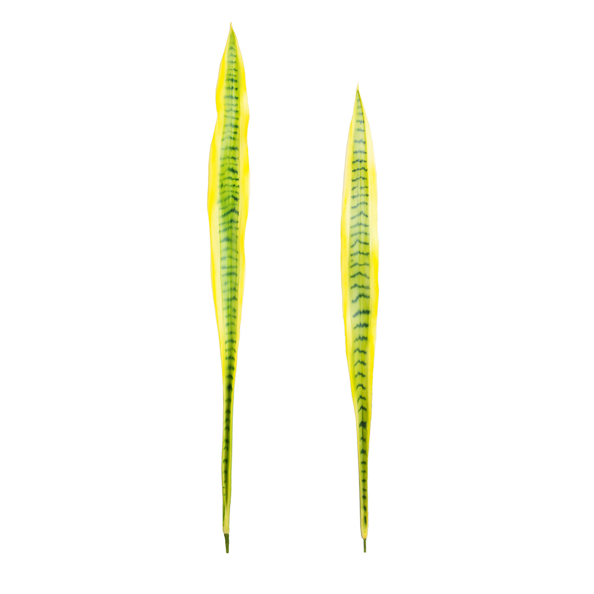 sia-deco-noah-sansevieria-feuillage-artificiel-vert-91-cm image 3