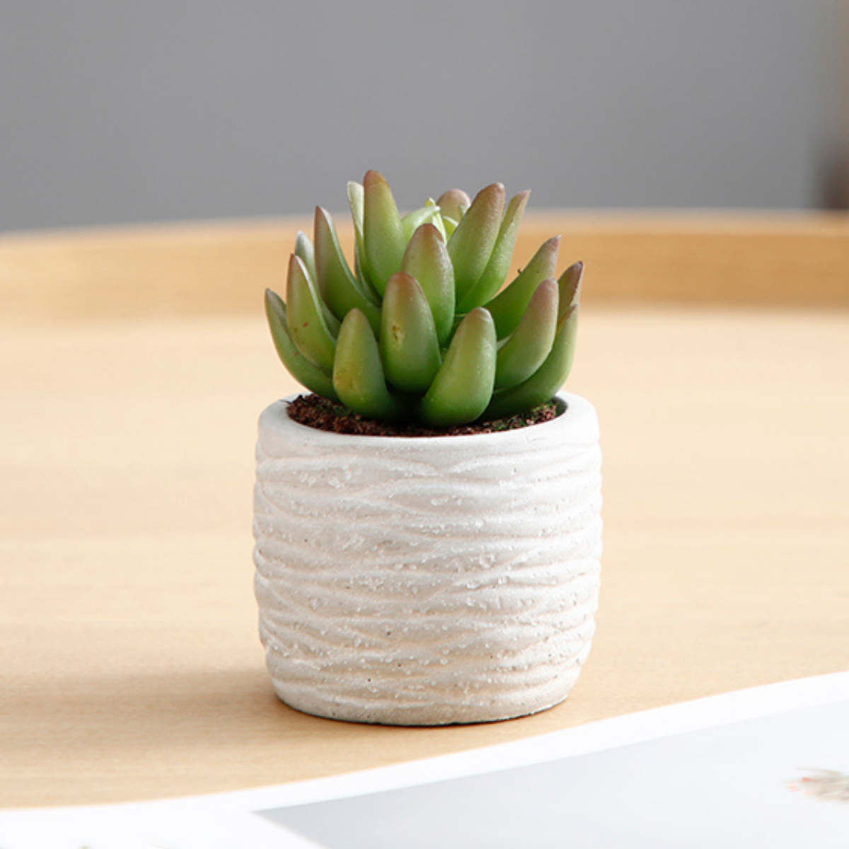 sia-noah-succulentes-plante-artificielle-pot-gris-14-cm image 5