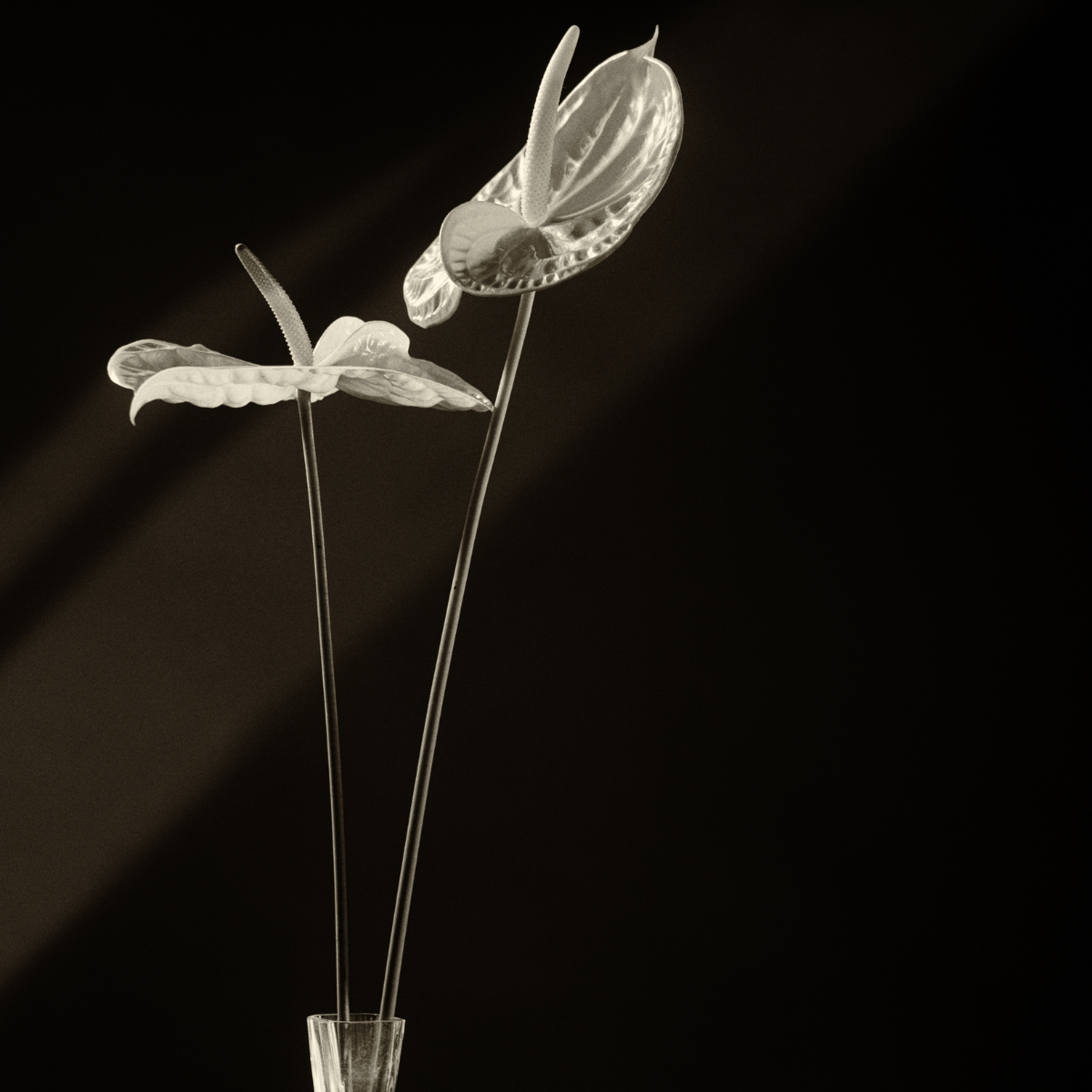 sia-noah-anthurium-painters-palette-fleur-blanche-67-cm image 2