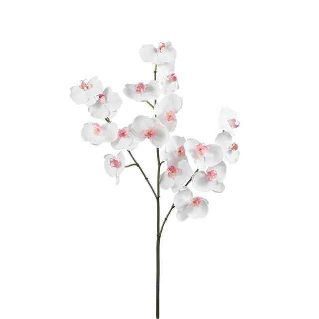 sia-noah-orchid-e-phalaenopsis-fleur-blanche-66-cm image 1