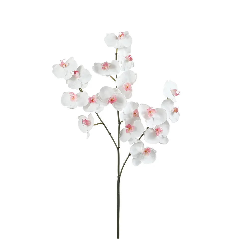 sia-noah-orchid-e-phalaenopsis-fleur-blanche-66-cm image 1