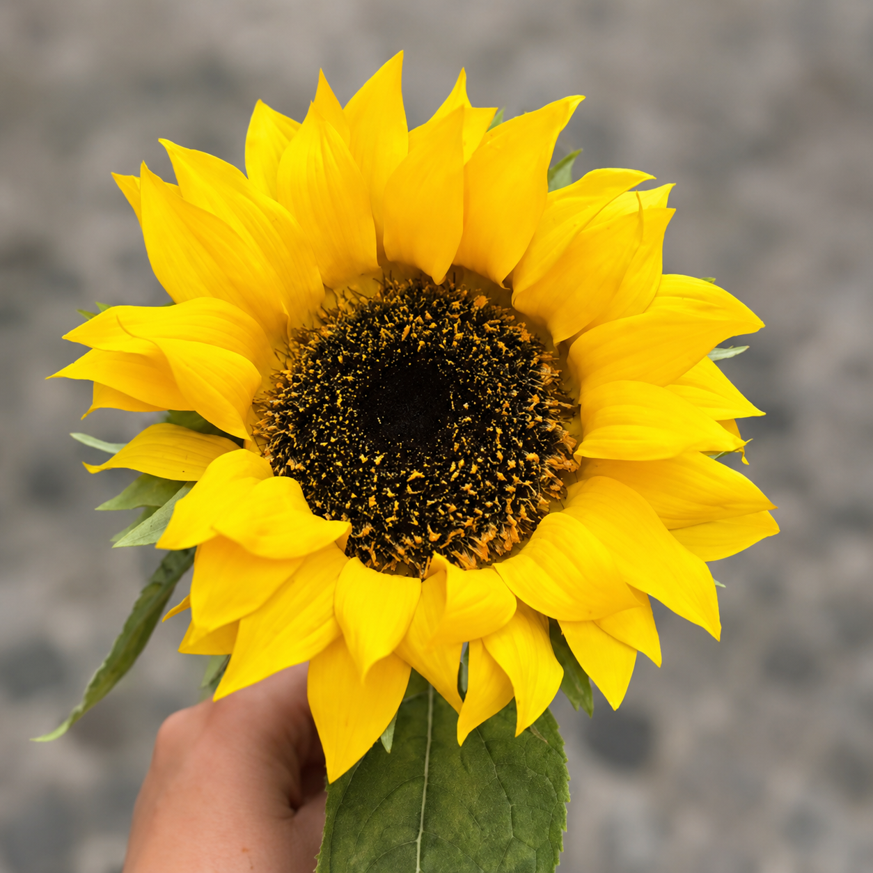sia-noah-tige-tournesol-jaune-70-cm-artificielle image 6
