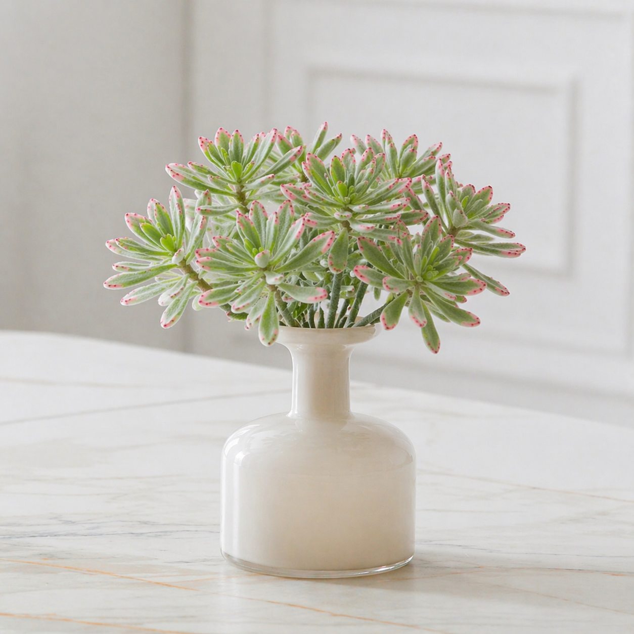 sia-noah-panda-tige-piquer-verte-24-cm-succulente image 2