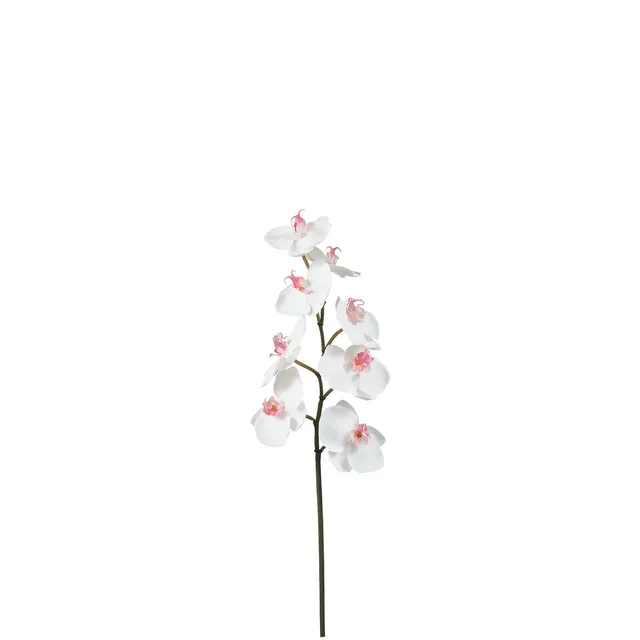 sia-noah-orchid-e-phalaenopsis-tige-50-cm-blanc image 1