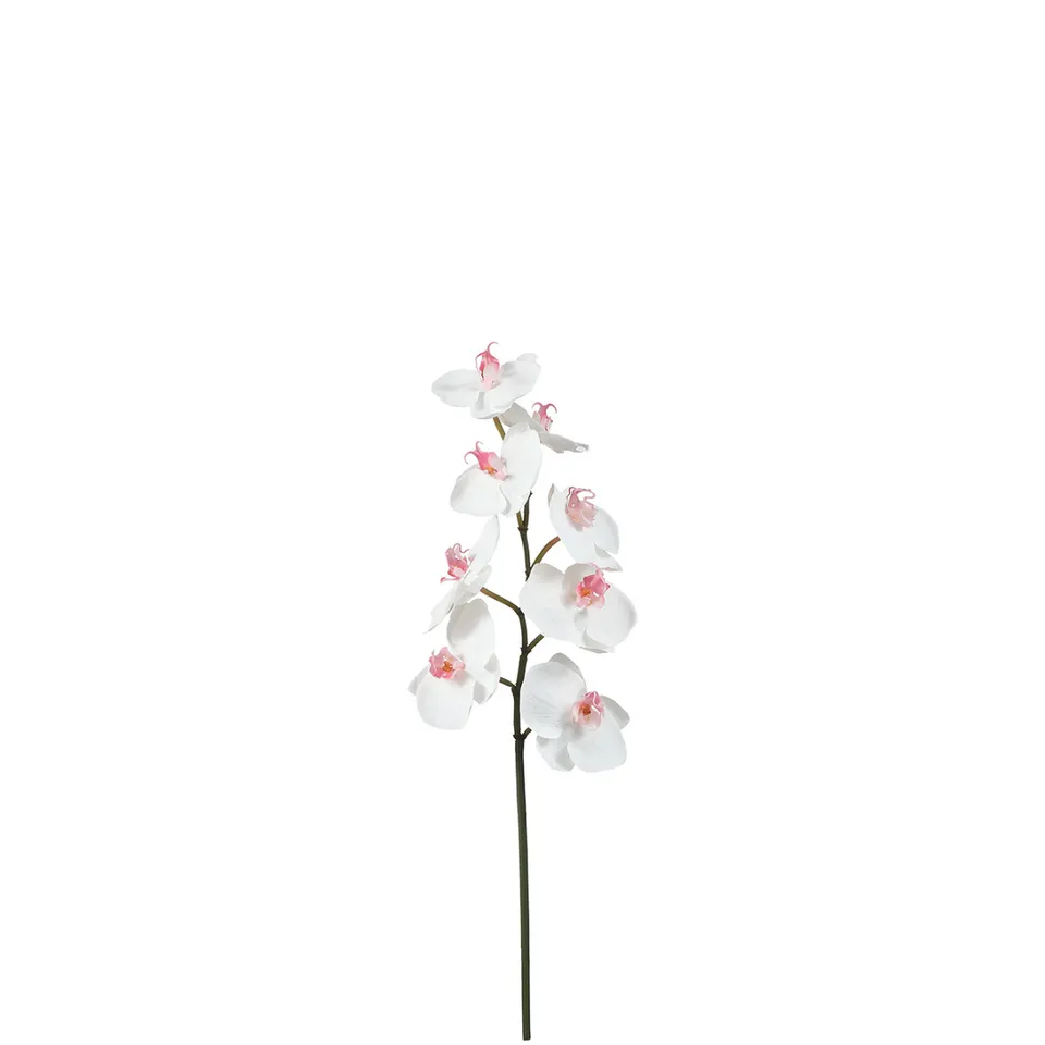 sia-noah-orchid-e-phalaenopsis-tige-50-cm-blanc image 1