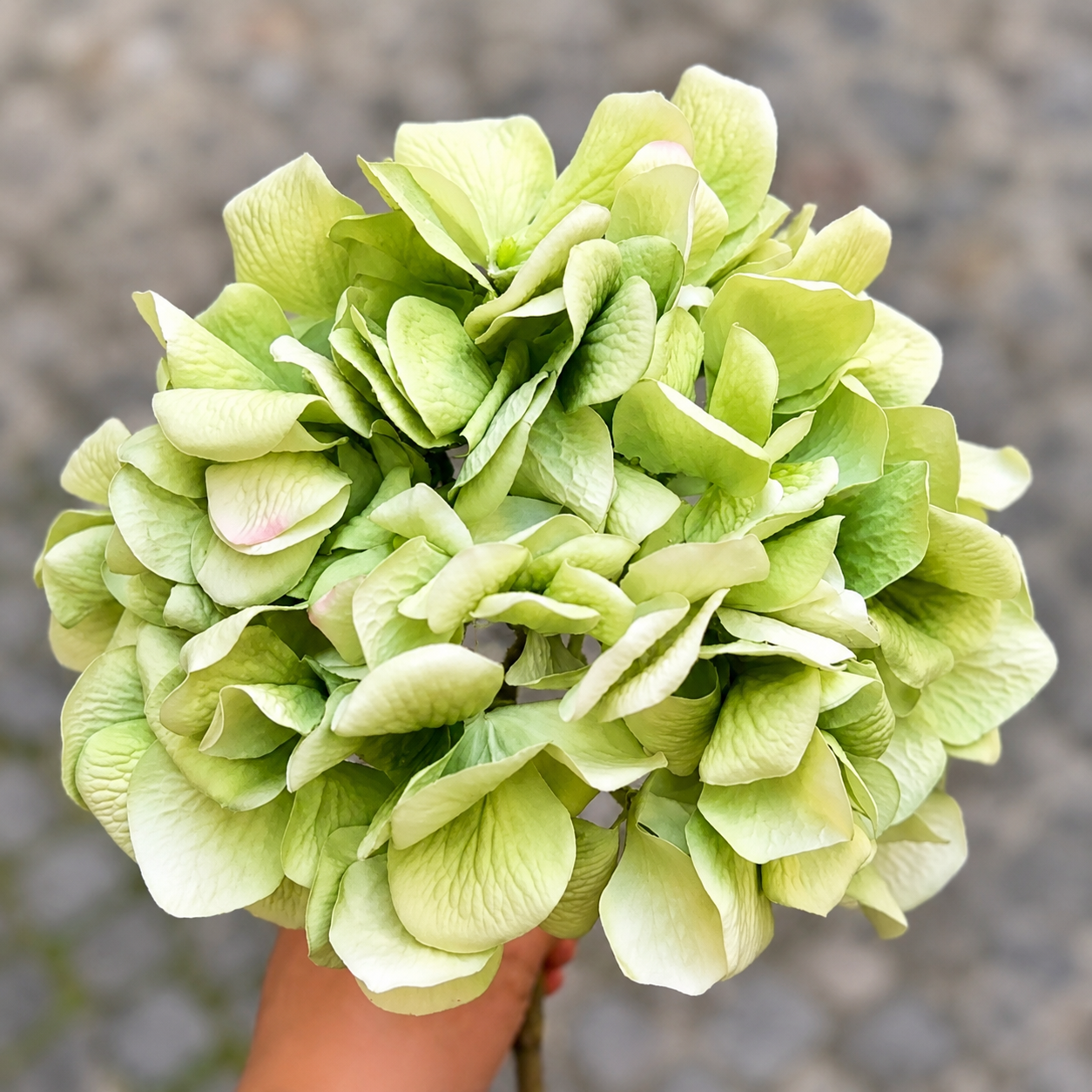 sia-deco-noah-tige-hortensia-artificiel-vert-63-cm-volume image 4