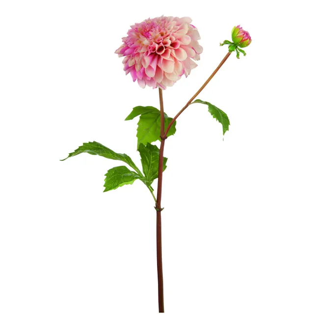 sia-deco-noah-bonnie-tige-dahlia-rose-50cm-bourgeon image 1