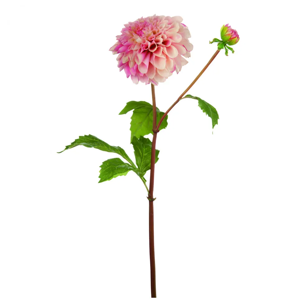 sia-deco-noah-bonnie-tige-dahlia-rose-50cm-bourgeon image 1