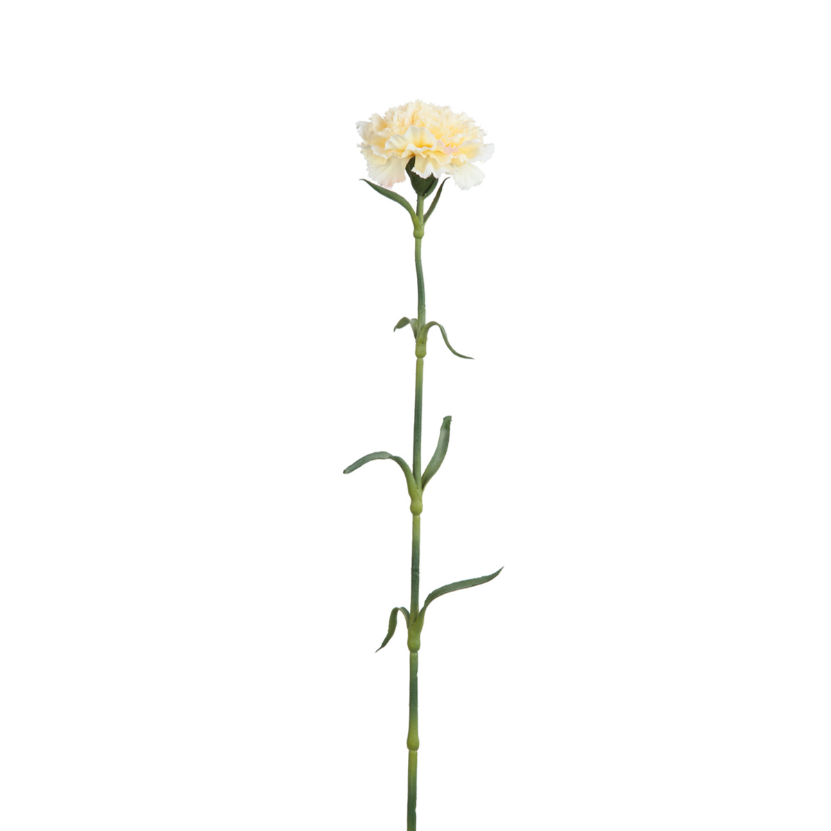 sia-noah-tige-oeillet-artificiel-55-cm-blanc-cr-me image 1