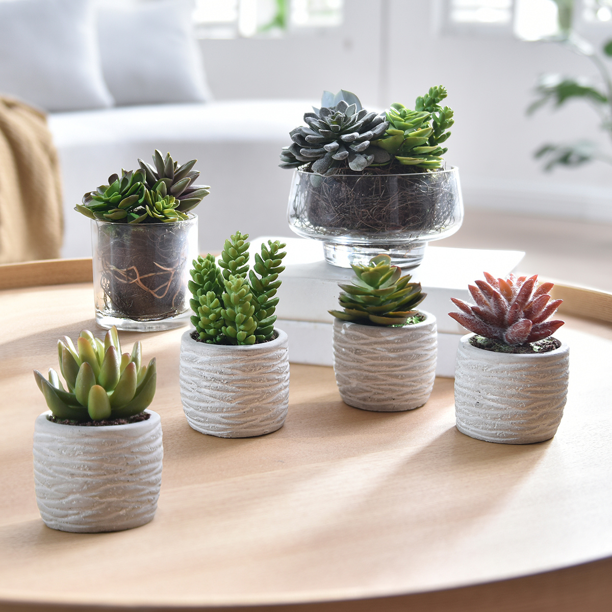 sia-noah-succulentes-plante-artificielle-pot-gris-14-cm image 4