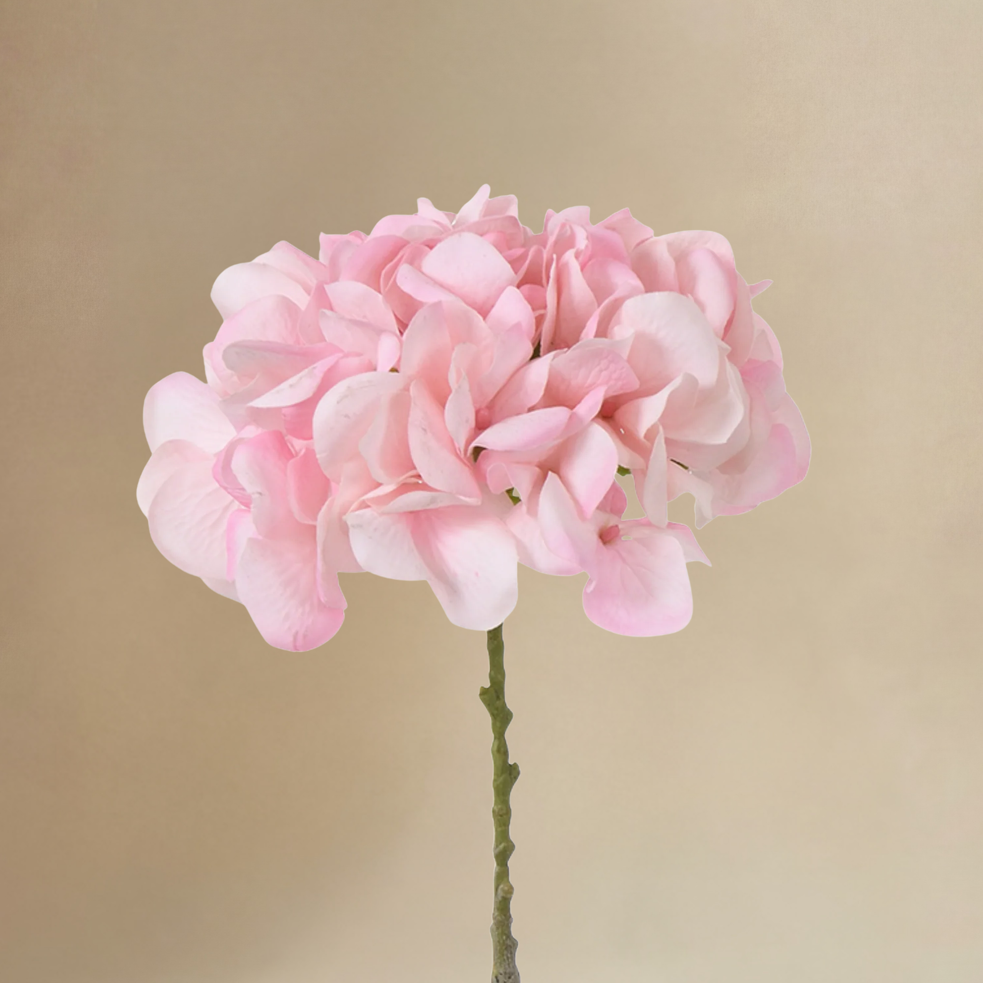 sia-noah-bouquet-hortensia-rose-12-tiges-63-cm-d-grad image 4