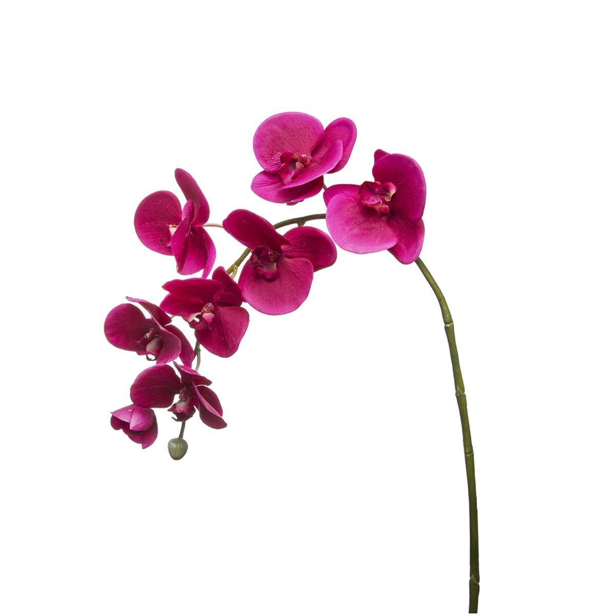 sia-noah-tige-d-orchid-e-phalaenopsis-forever-rouge-82-cm image 6