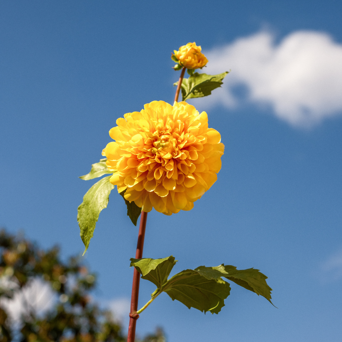 sia-noah-tige-dahlia-fleur-artificielle-orange-50-cm image 7