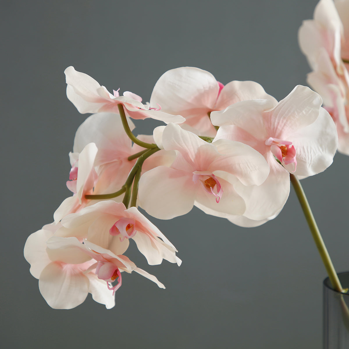 sia-noah-orchid-e-phalaenopsis-tige-50-cm-blanc image 6