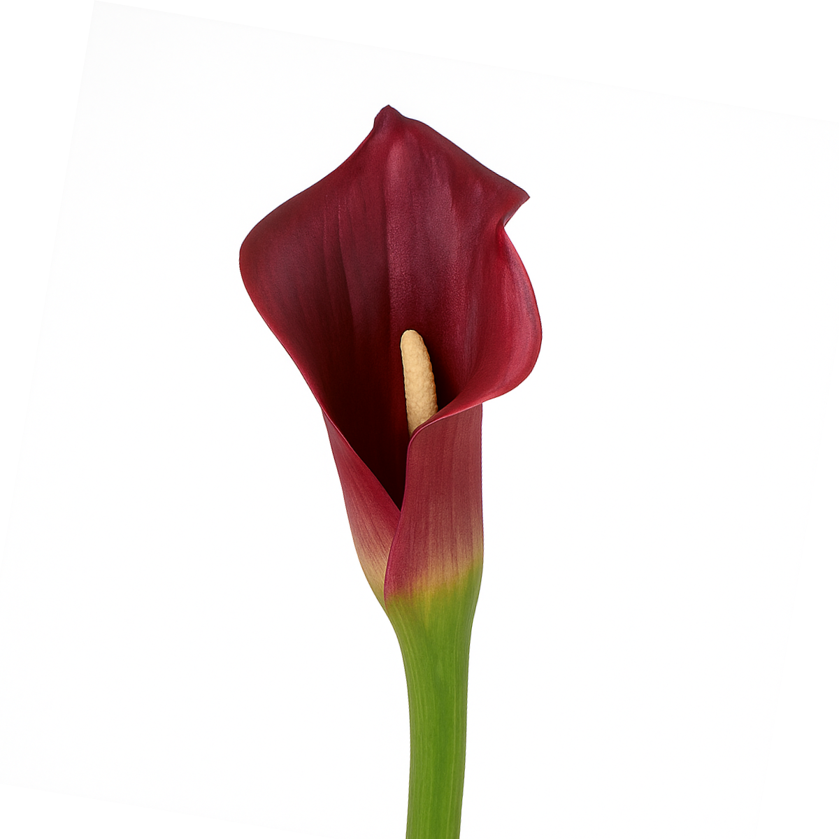 sia-deco-noah-tige-arum-artificielle-75cm-blanc image 6