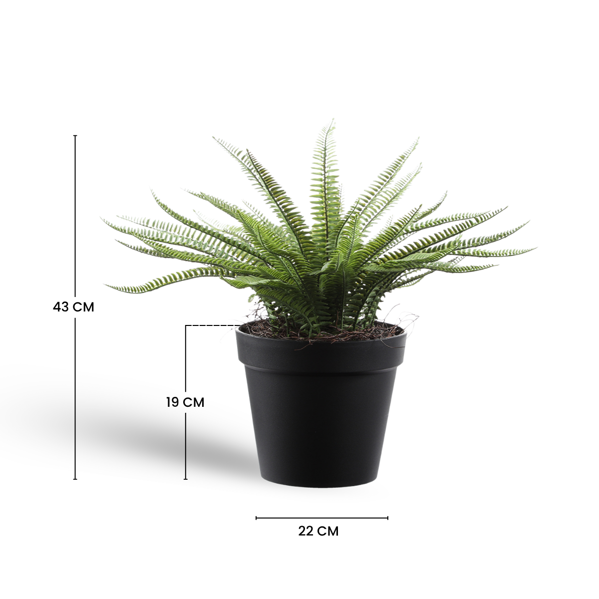 sia-noah-foug-re-en-pot-plante-verte-43-cm image 7
