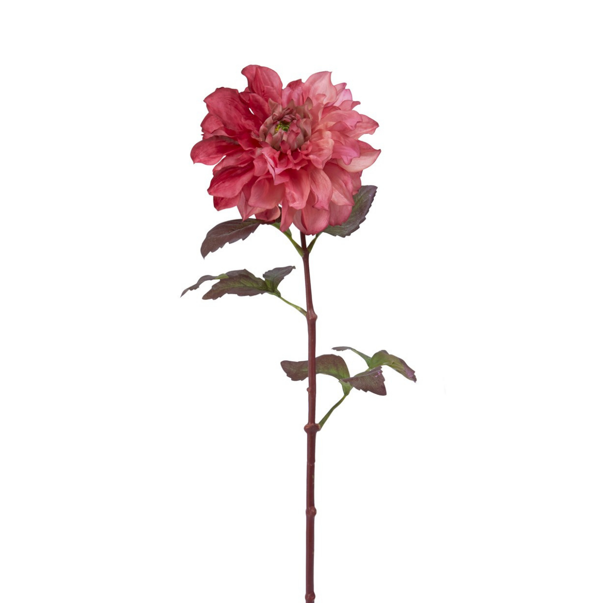 sia-noah-tige-dahlia-mayan-rose-framboise-58-cm image 1