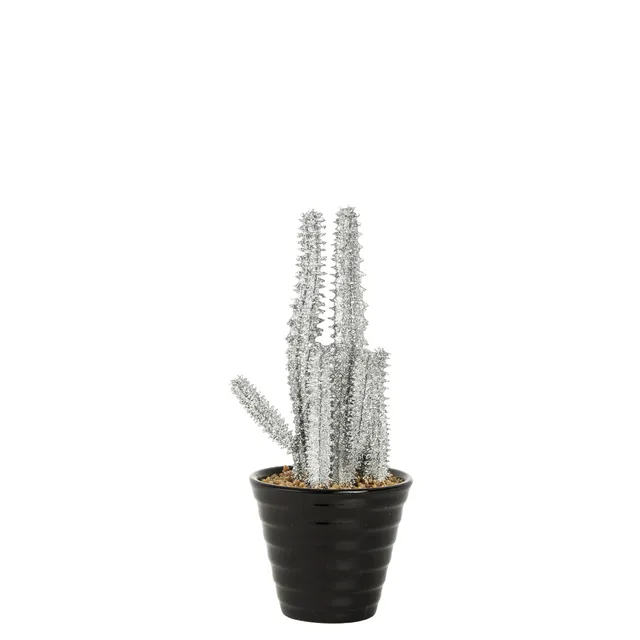 sia-noah-succulente-senecio-paillet-e-pot-15-cm-argent image 1
