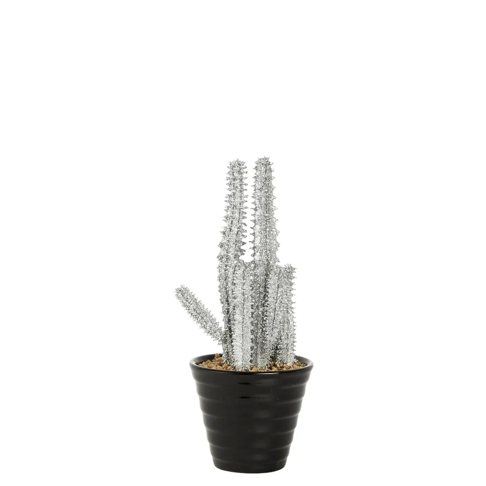 sia-noah-succulente-senecio-paillet-e-pot-15-cm-argent image 1