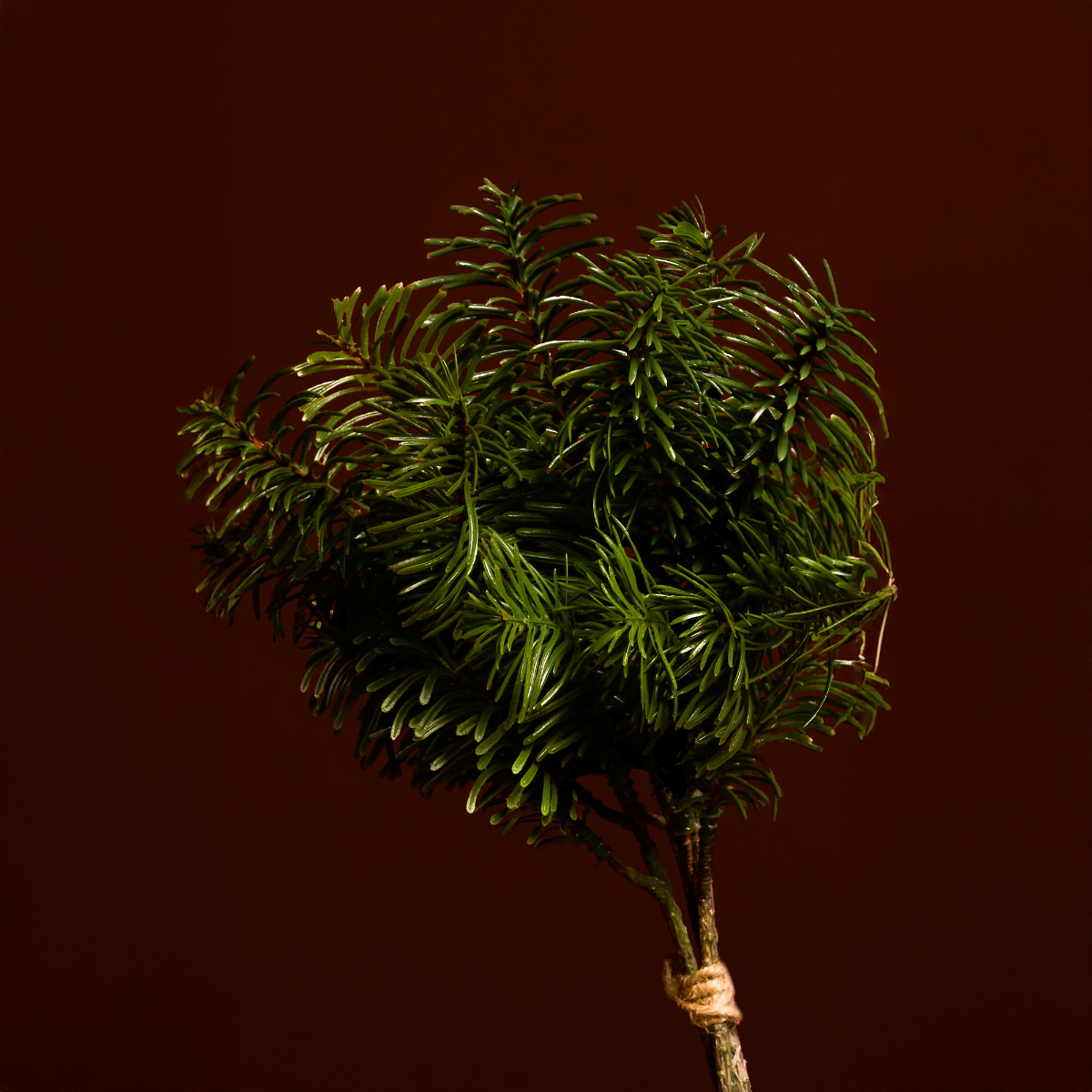 sia-noah-petit-bouquet-de-pin-vert-25-cm image 3