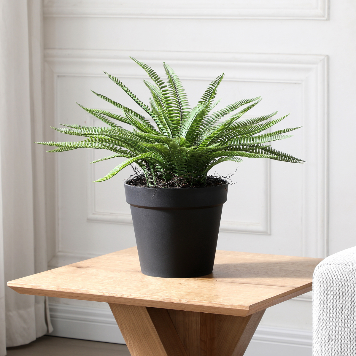 sia-noah-foug-re-en-pot-plante-verte-43-cm image 3