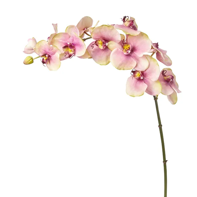sia-deco-noah-budy-tige-orchid-e-rose-104cm image 1