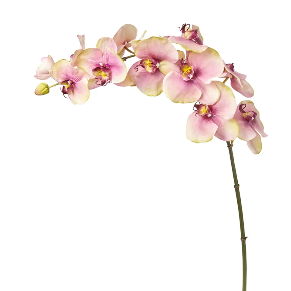sia-deco-noah-budy-tige-orchid-e-rose-104cm image 1