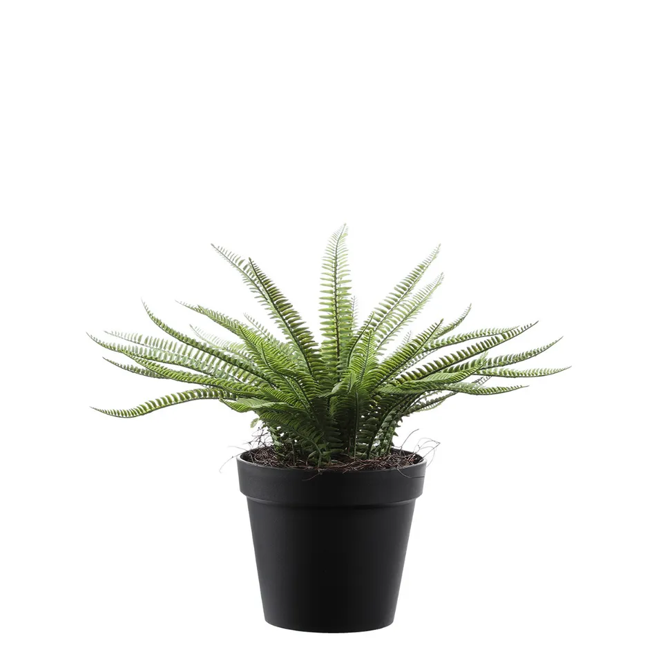 sia-noah-foug-re-en-pot-plante-verte-43-cm image 1